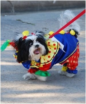 Dog in clown costume at CreekFest pet show