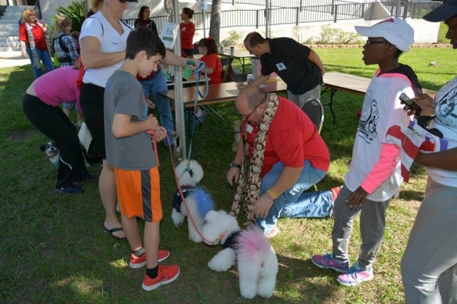 Boy and man with decorated poodles at the CreekFest dog show