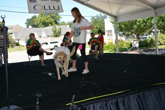 Young woman walking a large dog across the Main Stage at the CreekFest dog show